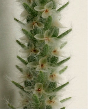 Plantago patagonica