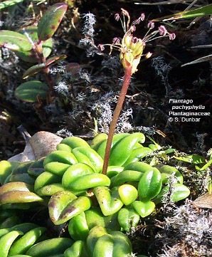 Plantago pachyphylla