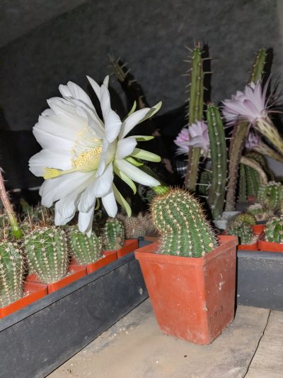 Trichocereus spachianus - Зображення 2