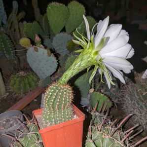 Trichocereus spachianus