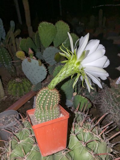 Trichocereus spachianus