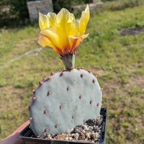 Opuntia violacea v. santa rita