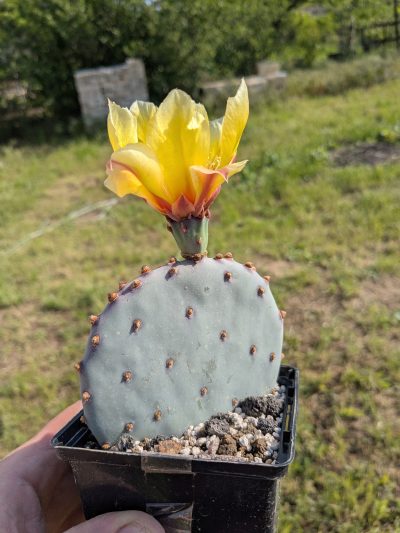 Opuntia violacea v. santa rita