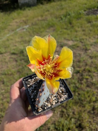 Opuntia violacea v. santa rita - Зображення 2