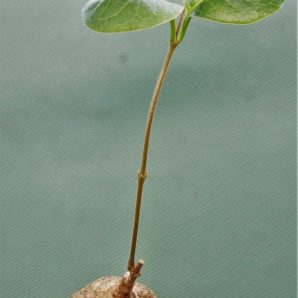 raphionacme-globosa-saimon-flower-nontwinning-1.