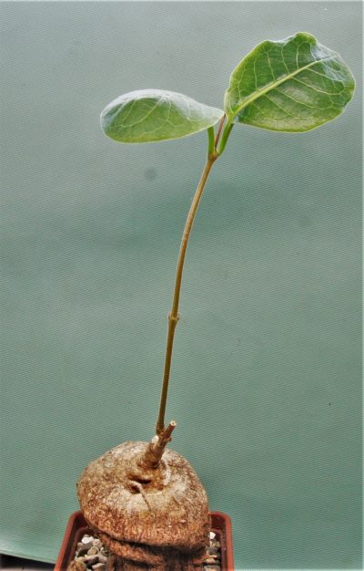 raphionacme-globosa-saimon-flower-nontwinning-1.
