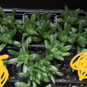 Haworthia