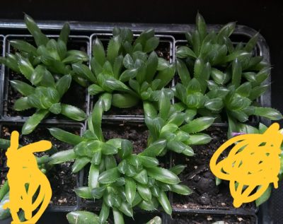 Haworthia