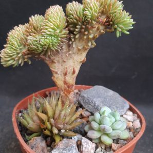 Sedum reflexum cristata набор