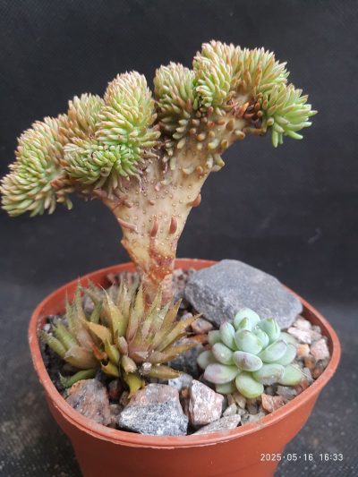 Sedum reflexum cristata набор