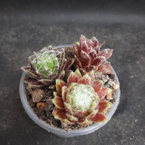 Sempervivum arachnoideum mini