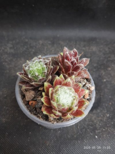 Sempervivum arachnoideum mini