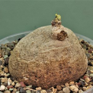 stephania-erecta-prachinabury-prov.-thailand-1