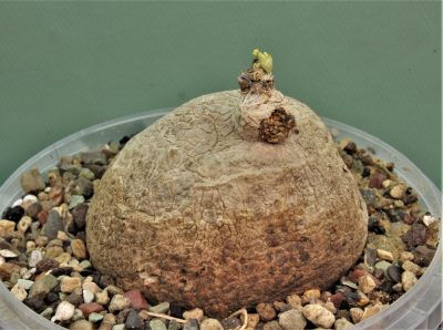 stephania-erecta-prachinabury-prov.-thailand-1