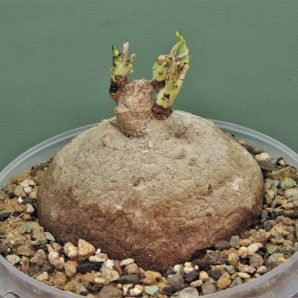 stephania-erecta-prachinabury-prov.-thailand-3