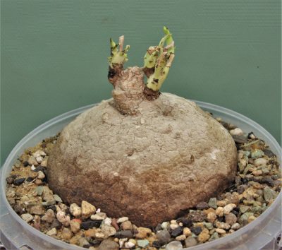 stephania-erecta-prachinabury-prov.-thailand-3