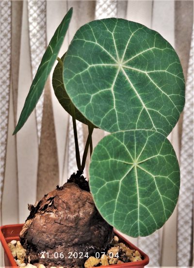 sterphania-kaweesaki-thailand-2 - Зображення 2