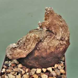 sterphania-kaweesaki-thailand-2