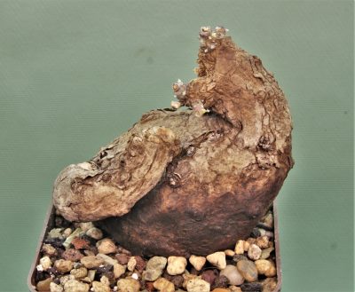 sterphania-kaweesaki-thailand-2