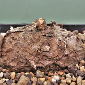 sterphania-kaweesaki-thailand-3