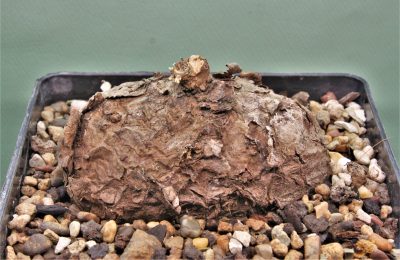 sterphania-kaweesaki-thailand-3