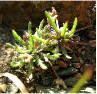 Суккулентный Plantago coronopus