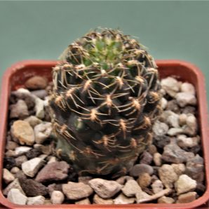 sulcorebutia-lada-horaceki