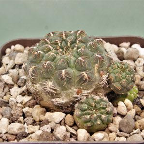 sulcorebutia-pulchra-vs-421-1
