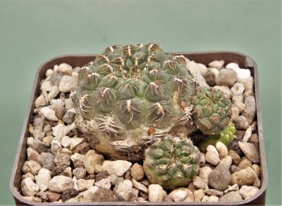 sulcorebutia-pulchra-vs-421-1