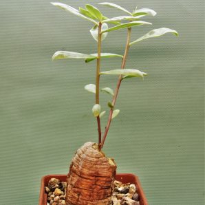 talinum-aff.-caffrum.-dodoma-prov.-tanzania