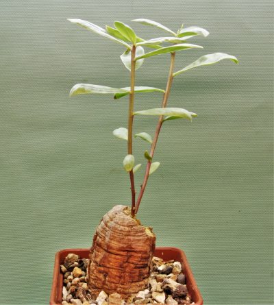 talinum-aff.-caffrum.-dodoma-prov.-tanzania
