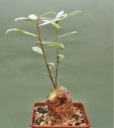 talinum-aff.-caffrum.-dodoma-prov.-tanzania - Зображення 3