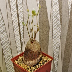 tylosema-fassoglensis-leguminoseae.-trop.-africa