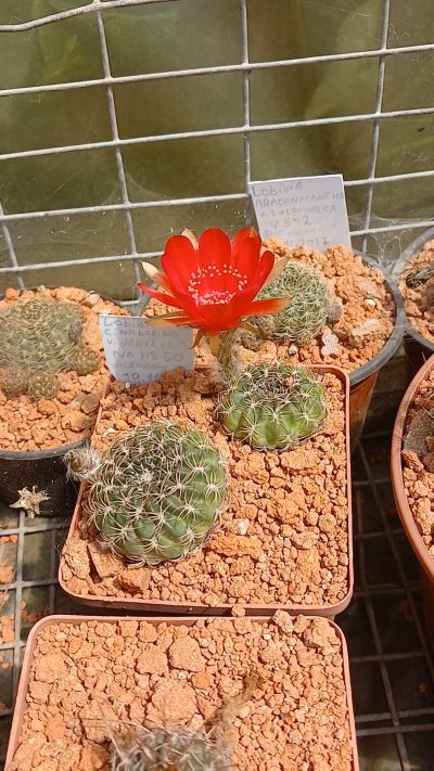 Lobivia cinnabarina v.draxleriana HS 50