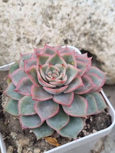 Echeveria Egger rose - Зображення 2