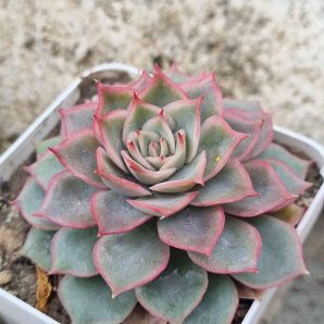 Echeveria Egger rose