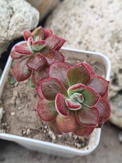 Echeveria Devotion Ruby - Зображення 2