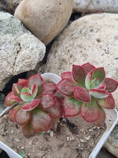 Echeveria Devotion Ruby
