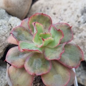 Echeveria Party Dress