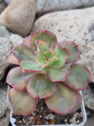 Echeveria Party Dress