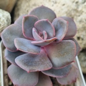 Echeveria Dustu Rose