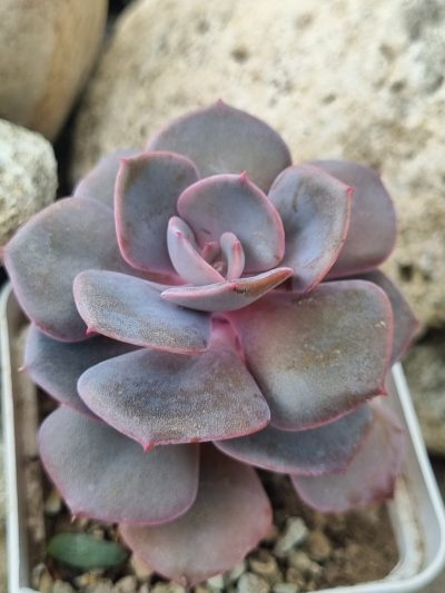 Echeveria Dustu Rose