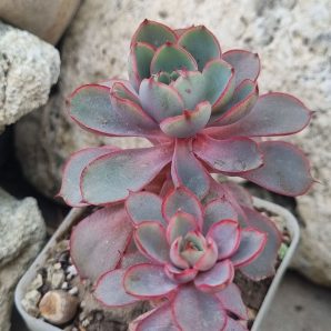Echeveria Hera