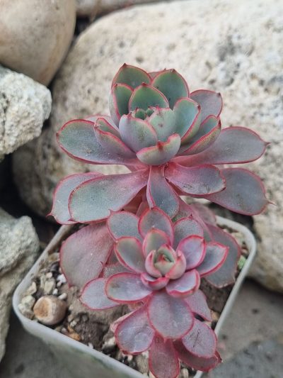 Echeveria Hera