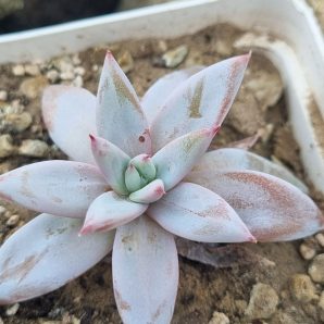 Echeveria Mexican Giant