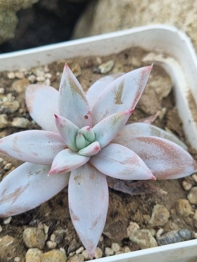 Echeveria Mexican Giant