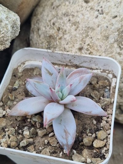 Echeveria Mexican Giant - Зображення 2
