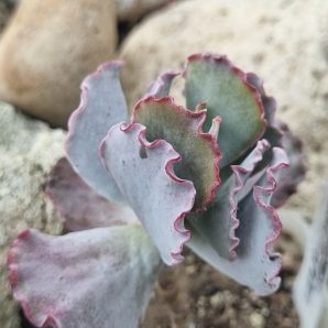 Cotyledon undulata cv Red