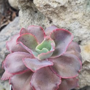 Echeveria Giant Blue