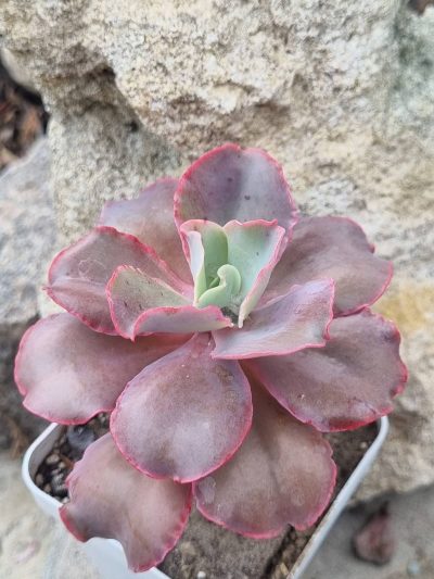 Echeveria Giant Blue - Зображення 2